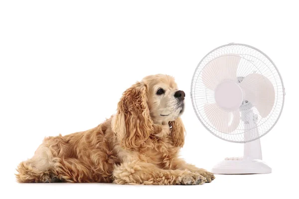 Electric fan and cute dog on white background — Stock Photo, Image