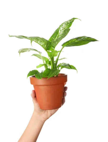 Mão feminina com planta em vaso sobre fundo branco — Fotografia de Stock