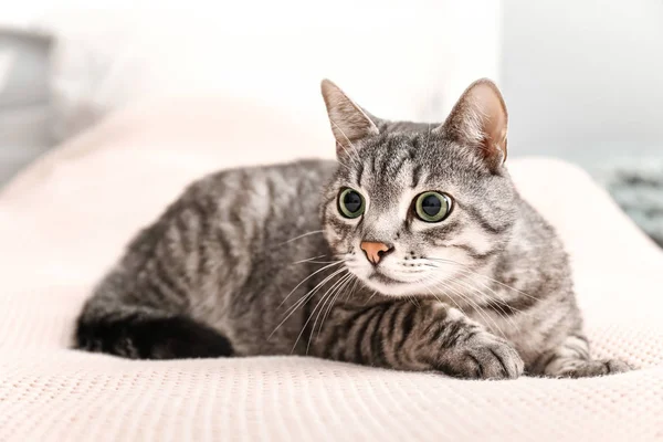 Schattige kat op bed thuis — Stockfoto