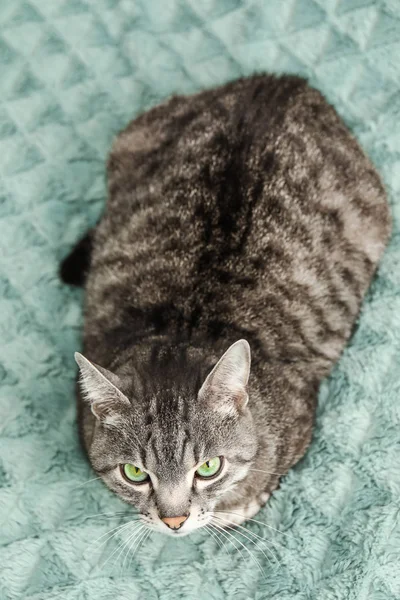귀여운 고양이 에 침대 에 홈 — 스톡 사진