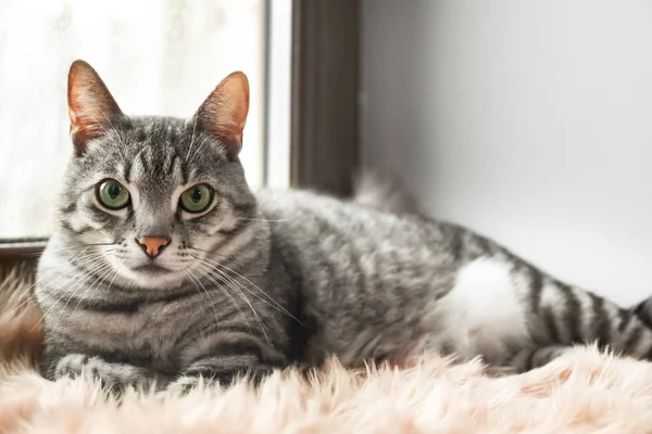 Милый смешной кот на подоконнике — стоковое фото