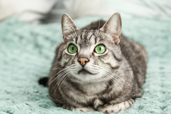 Schattige kat op bed thuis — Stockfoto