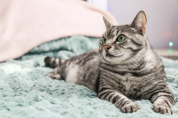 Schattige kat op bed thuis — Stockfoto