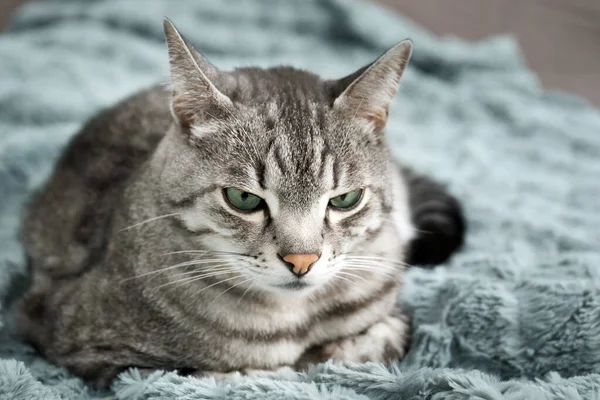 Симпатичная кошка на кровати дома — стоковое фото
