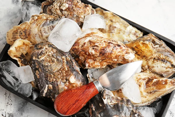 Tray with tasty cold oysters on white background — Stock Photo, Image