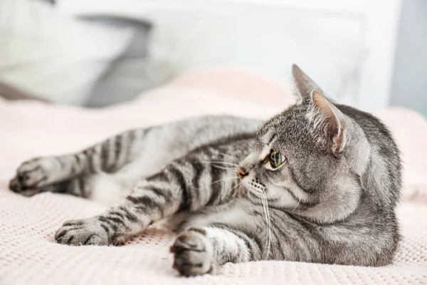 Schattige kat op bed thuis — Stockfoto