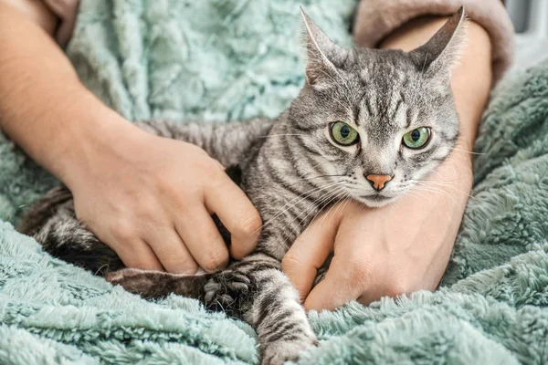 Cute cat with owner at home — Stock Photo, Image