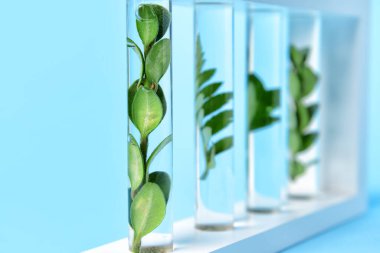 Test tubes with plants on color background, closeup