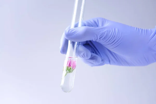 Hand of scientist holding test tube with plant on light background — Stock Photo, Image