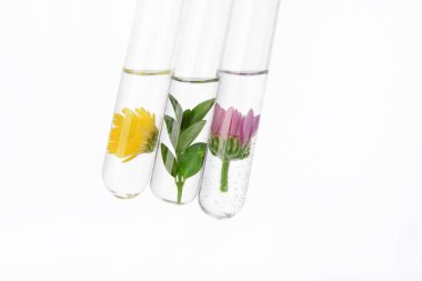 Test tüpleri ile bitkiler beyaz arka plan üzerinde