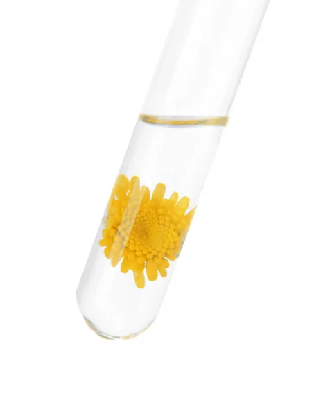 Test tube with flower on white background, closeup — Stock Photo, Image
