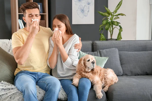 Молода пара страждає алергією на домашніх тварин — стокове фото