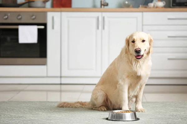 Lindo perro cerca de cuenco con comida en cocina — Foto de Stock