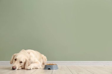 Renkli duvarda yemek olan şirin bir köpek ve kase.