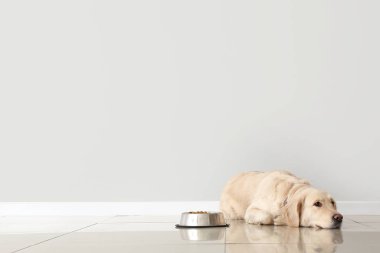 Tatlı köpek ve kase, hafif duvarın yanında yemek var.