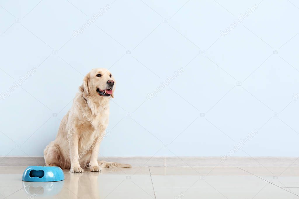 Cute dog and bowl with food near color wall