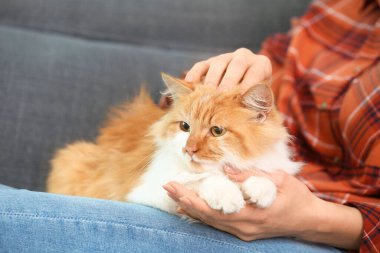 Evdeki kanepede oturan sevimli kedisi olan güzel genç bir kadın.