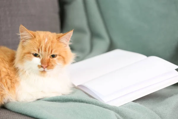 Cute cat with book lying on sofa at home — Stock Photo, Image