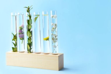 Test tubes with plants on color background