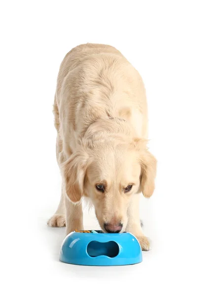 Cão bonito comer comida de tigela no fundo branco — Fotografia de Stock