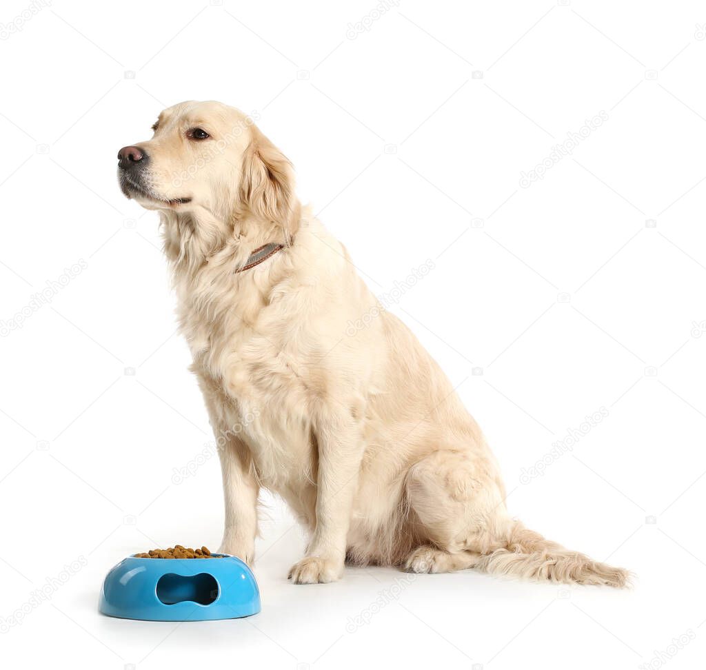 Cute dog near bowl with food on white background