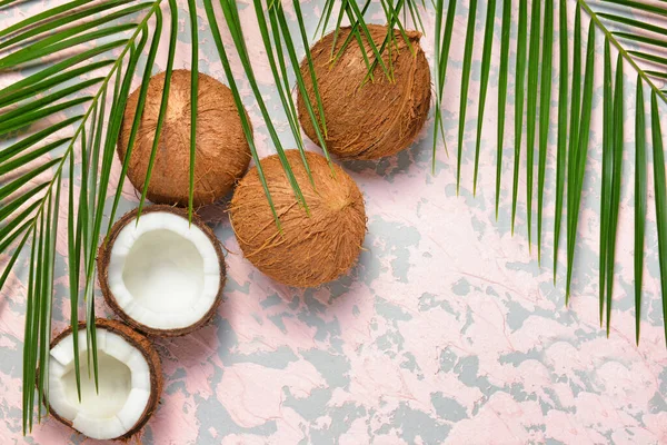 색깔 배경에 코코넛 야자와야자 나무 잎 — 스톡 사진