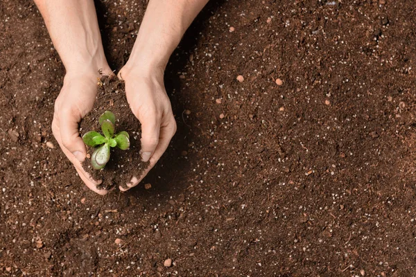 Mâinile omului cu plante verzi şi sol. Sărbătorirea zilei Pământului — Fotografie, imagine de stoc