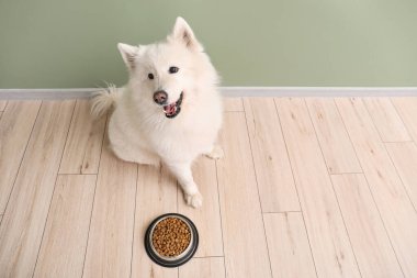 Tatlı Samoyed köpeği kasenin yanında ve evde yemek var.