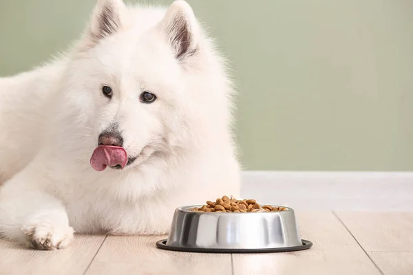 Lindo perro Samoyedo y tazón con comida cerca de la pared de color — Foto de Stock