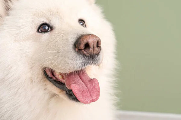 Renkli arka planda şirin Samoyed köpek, yakın plan — Stok fotoğraf