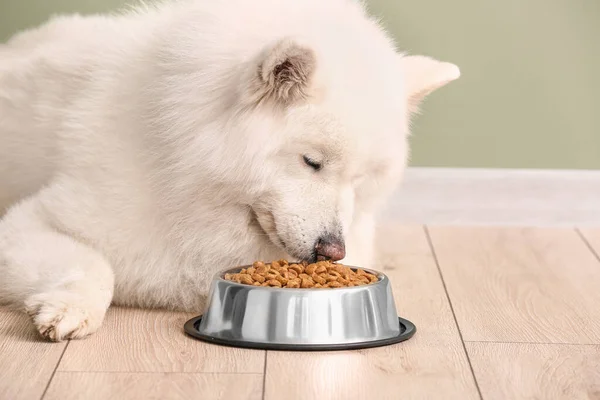 Cute Samoyed pies w pobliżu miski z jedzeniem w domu — Zdjęcie stockowe