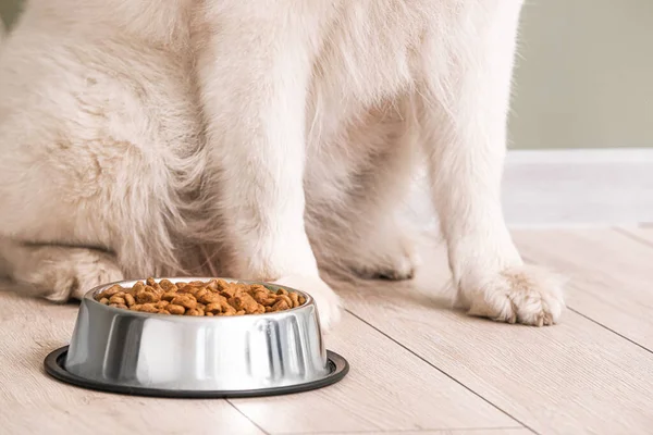 Cute Samoyed dog near bowl with food at home, closeup — Stock Photo, Image