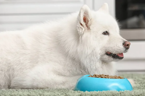 Lindo perro Samoyedo cerca del tazón con comida en la cocina — Foto de Stock