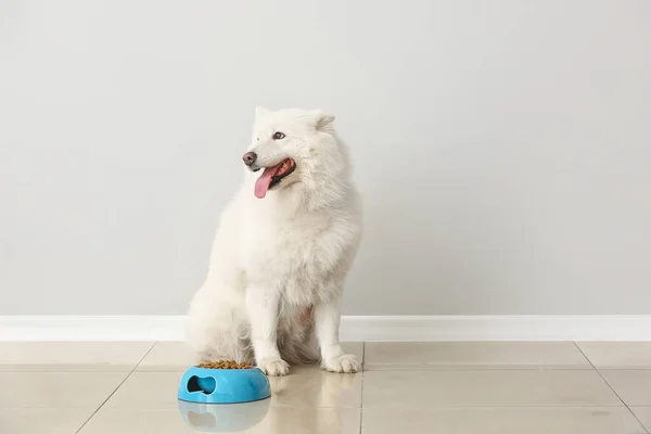 Lindo Perro Samoyedo Tazón Con Comida Cerca Pared Luz — Foto de Stock