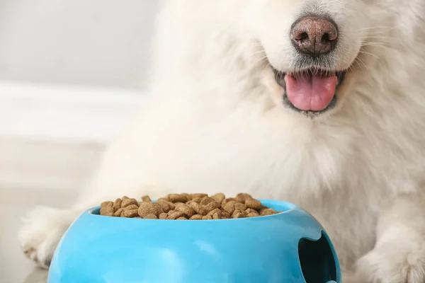 Cute Samoyed dog near bowl with food at home, closeup