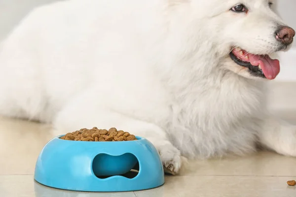 Cão Bonito Samoyed Perto Tigela Com Comida Casa — Fotografia de Stock