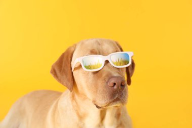 Gözlükleriyle yeşil tarlanın yansıması olan sevimli bir köpek.