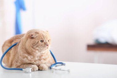 Veteriner kliniğinde steteskobu olan sevimli bir kedi.