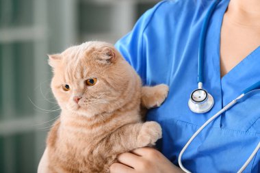 Klinikte sevimli kedi ile veterinerlik
