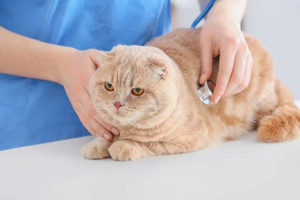 Veterinário Examinando Gato Bonito Clínica — Fotografia de Stock