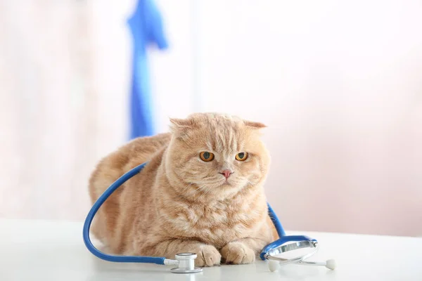 Gato Bonito Com Estetoscópio Clínica Veterinária — Fotografia de Stock