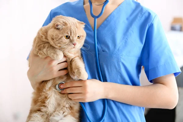 Veterinarian Examining Cute Cat Clinic — Stock Photo, Image