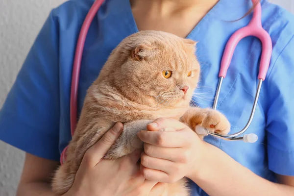 Veterinário Examinando Gato Bonito Clínica — Fotografia de Stock