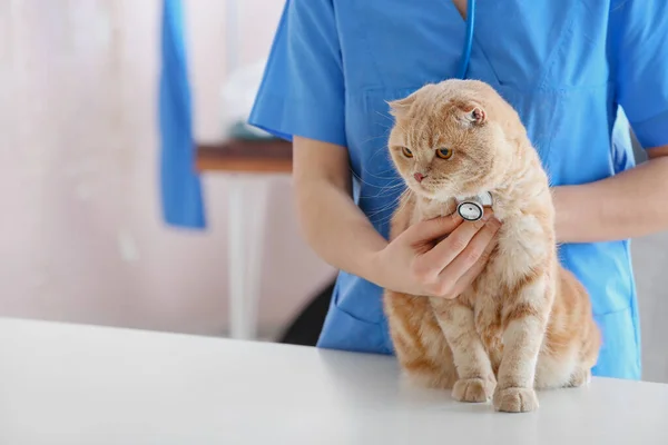 Ветеринарне Обстеження Милих Котів Клініці — стокове фото