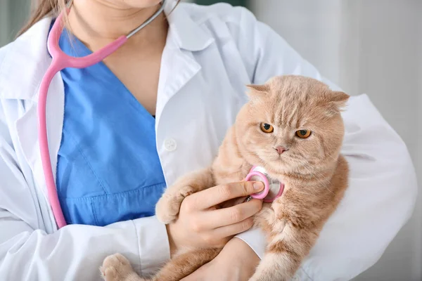 Veterinário Examinando Gato Bonito Clínica — Fotografia de Stock