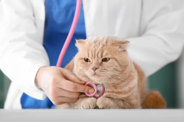 Veterinarian Examining Cute Cat Clinic — Stock Photo, Image