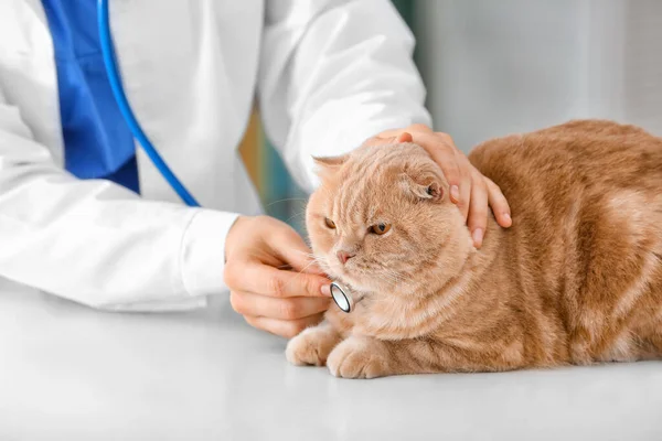 Veterinário Examinando Gato Bonito Clínica — Fotografia de Stock