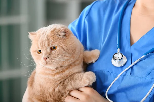 Veterinarian with cute cat in clinic