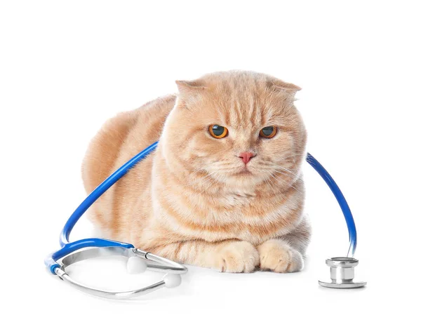 Roztomilý Kočka Stetoskopem Bílém Pozadí — Stock fotografie