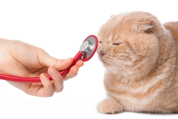 Veterinário Examinando Gato Bonito Fundo Branco — Fotografia de Stock